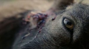 Официальный трейлер фильма «ПАСТБИЩА БОГОВ»(2025)