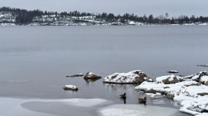 Ладога под угрозой: микропластик нашли на дне водоема и в любимой корюшке петербуржцев