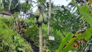 День 4. Рисовые поля, храмы, вулкан Батур