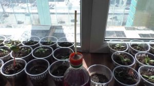 О поливе маленькой рассады