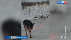 Вести Санкт-Петербург. Выпуск 07.35 от 12.03.2026