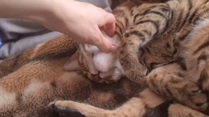 Они прислали письмо из Кембриджа, жизнь НЕ БУДЕТ прежней. Срочно идём в МФЦ!