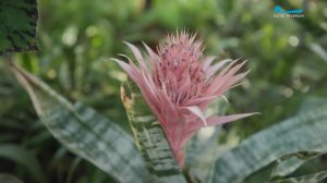 Необычные зелёные оазисы Северной столицы