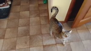 Кошка мяукает,скучает по хозяйке/Жизнь в провинции/Россия 🇷🇺