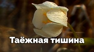 Таёжная тишина | С любовью к русской природе