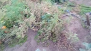 сентябрь 2024 Обзор саженцев Оренбургская обл. с. Ташла