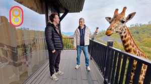 Супер-отели в Китае: ЖИРАФЫ в комплекте!