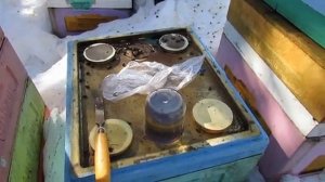 работа с пчелами в марте, дальневосточная пчела хорошо зимует на воле, на ячейке 4,9 мм , 11.03.2026