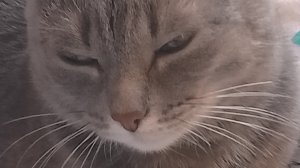 атвитка оранж срету😁