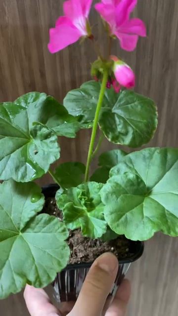 Весну встречаем с цветами