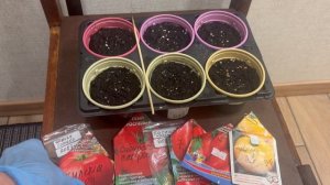 Томаты для открытого грунта.