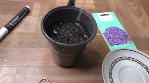 Первые всходы обриеты на рассаду