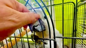 Жорик с покаянной головой за покус просится выйти погулять, но я вижу что он еще на нервах!