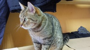 КОТИЧКА❗ РЕШИТЕЛЬНО ЗАШЕЛ В ГОСТИ❗ПОГЛАЖЕН НЕПРИМЕННО БЫЛ🐱🐱🐱