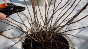 12.03.26г.Обрезка метельчатых гортензий(Pinki Promiks) и (Litle blossom).