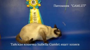 Тайская девочка Isabella Gamlet, 11 месяцев, сил-пойнт - ждет хозяев!