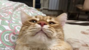 Мурыш, ты кот! | песенка