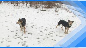 12.03.2026   В Киселевске выявлен случай заражения бешенством