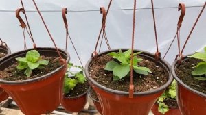 ОСМОКОТ - делюсь опытом использования. Стоит ли, и когда, и как применять