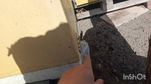 Пошла пыльца с подснежника.