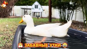 Забавные утки мускусные и пекинские на свободном выгуле со своими друзьями ч.(371) ❣️🤗😂