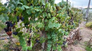 Урожая больше нет!😱 Оставил огород  без присмотра на месяц _ (Дом в Португалии). Выпуск 30