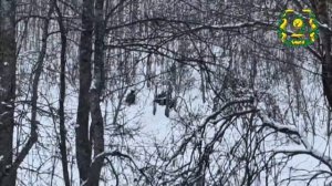 Группу лосей сняли на камеру во время мониторинга охотничьих угодий