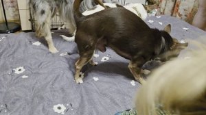 пришёл корм, видеоотчет за ваши донаты