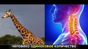 Шейный отдел