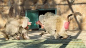 АТАКА Жлобэо ЯРОСТНАЯ и СТРЕМИТЕЛЬНАЯ! Макаки делают ставки! Свершилось ЧУДО -  волки спели при нас!