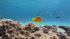 Снорклинг №3 в Наама Бэй, Шарм-эль-Шейх, Египет - февраль 2026