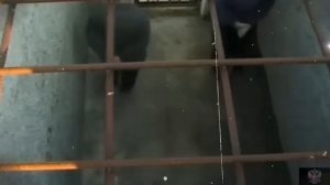 ИК-2 БЕЛЫЙ ЛЕБЕДЬ - ЖЕСТКАЯ тюрьма для ЛОМКИ ВОРОВ В ЗАКОНЕ.