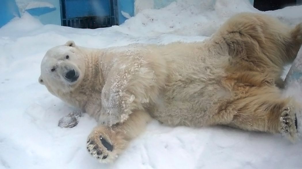 Белый медведь Кай размял косточки, повалявшись по снегу, попил водички и решил прогуляться.