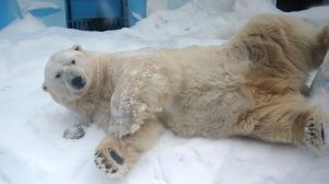 Белый медведь Кай размял косточки, повалявшись по снегу, попил водички и решил прогуляться.