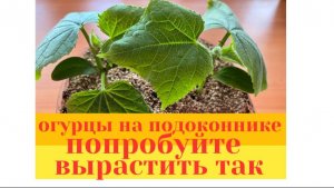 Готовлю завтрак, пересаживаю огурцы, покупки из фикс прайс и не только