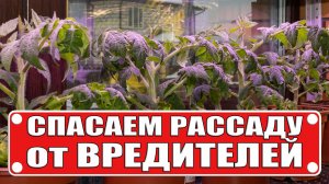 Спасите рассаду от вредителей! Актарофит 1.8, 0.2 и Е, дозировка и способ применения
