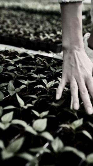 Поникли листья у рассады: не поливайте, вот почему