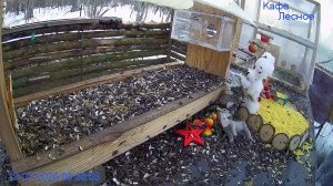 🔴 24 LIVE Главная Кормушка