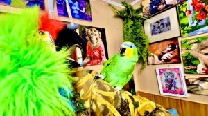 Амазон Гоша полюбил Влада и все время пытается залезть поближе к лицу, я ПОШЛА НА ХИТРОСТЬ)))