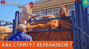 🐫Зачем стричь верблюда, если он линяет сам? Секреты лечебной шерсти от академика Баймуканова 🇰🇿