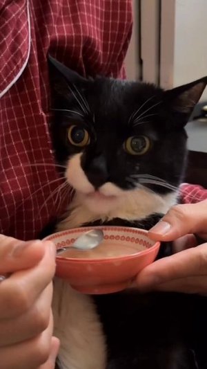 Снова кормим того кота