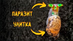 Ужасы Реального Мира: Лейкохлоридий Парадоксальный - червь-паразит, превращающий улитку в зомби