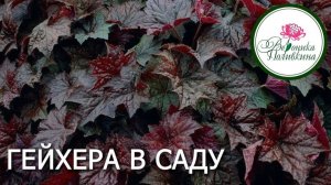 ГЕЙХЕРА В САДУ