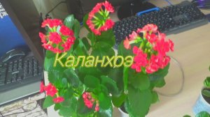 КАЛАНХОЭ,пересаживаем цветок. Уход за каланхоэ