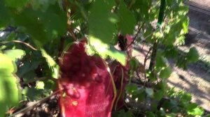 Ртищевский виноград / Обзор виноградника на 23.09.2025