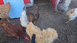 Сельчанка в Америке/ЖИЗНЬ В АМЕРИКЕ В СЕЛЕ.