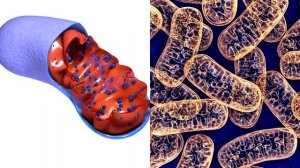 Митохондрии: что это такое и как работает