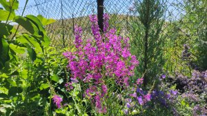 Королева среди дербенников