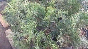 МАРТ. ТЕПЛИЧНЫЕ БУДНИ.