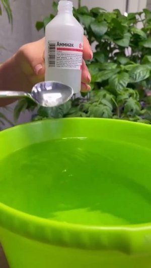 Подкормка для рассады